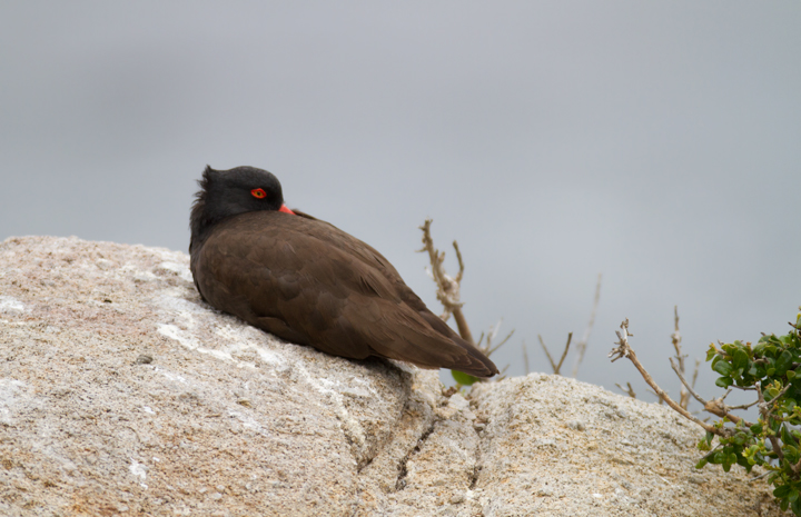 Black Oystercatchers roosting in Pacific Grove, California (7/1/2011). Photo by Bill Hubick.