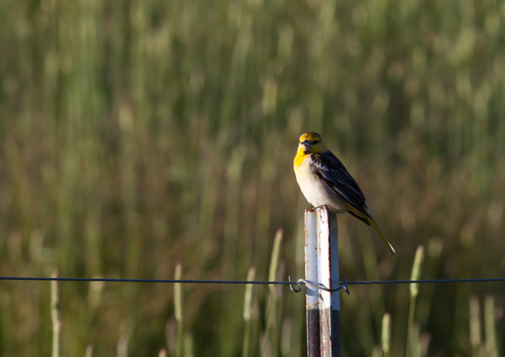 An immature male Bullock's Oriole in the hills outside of Garberville, California (7/5/2011). Photo by Bill Hubick.