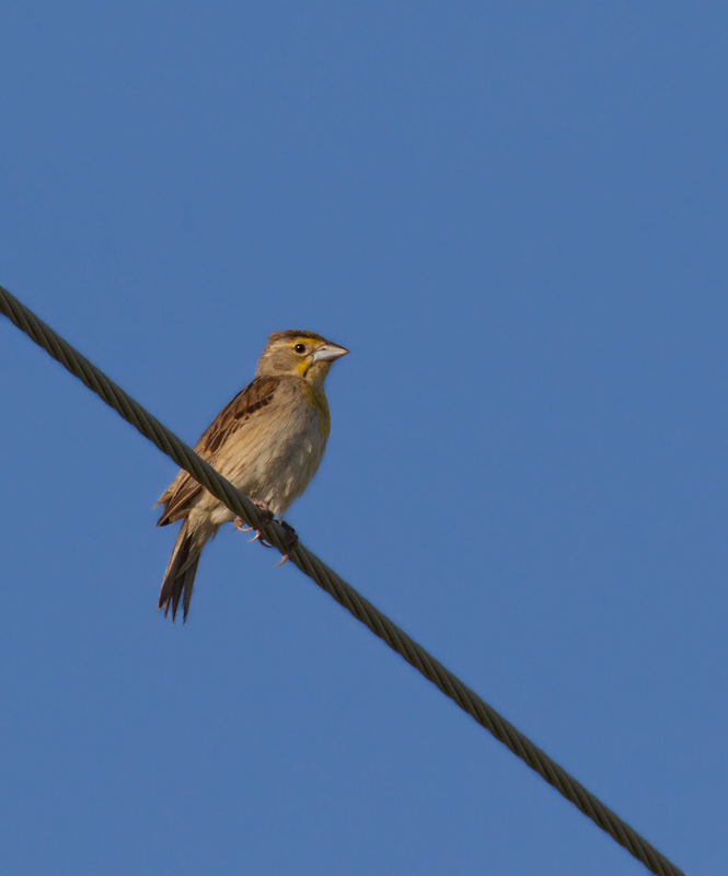 A female Dickcissel in Calvert Co, Maryland (7/17/2011). Likely nesters found here by Joel Martin. Photo by Bill Hubick.