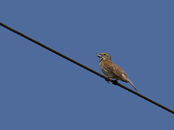 A female Dickcissel in Calvert Co, Maryland (7/17/2011). Likely nesters found here by Joel Martin. A continuing male Dickcissel in Montgomery Co., Maryland (7/17/2011). Found by Clive Harris. Photo by Bill Hubick.