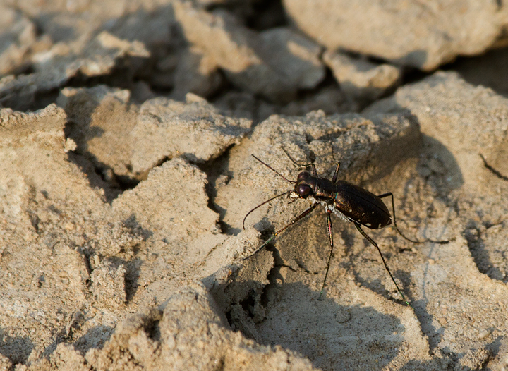 A Punctured Tiger Beetle in Anne Arundel Co., Maryland (7/29/2011). A Punctured Tiger Beetle in Anne Arundel Co., Maryland (7/29/2011). Photo by Bill Hubick.