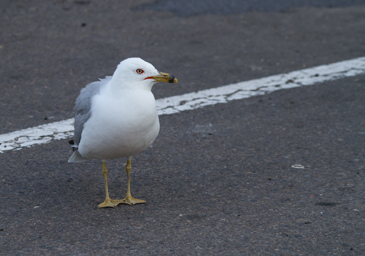 One of several Ring-billed Gulls we weren't expecting to see at an inland rest stop along I-5 in northern California (7/5/2011). Photo by Bill Hubick.