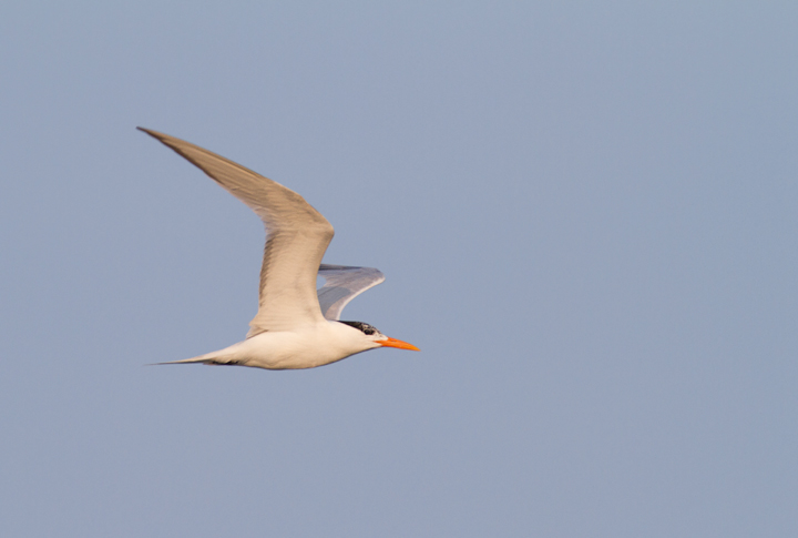 A Royal Tern at the Ocean City Inlet, Maryland (7/23/2011). Photo by Bill Hubick.
