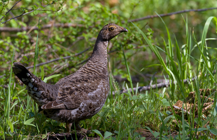 A Sooty Grouse makes my morning on Mount Shasta, California (7/6/2011). A Sooty Grouse makes my morning on Mount Shasta, California (7/6/2011). Photo by Bill Hubick.