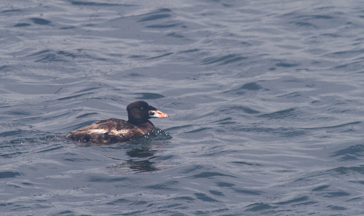 A summering drake Surf Scoter in Monterey Harbor, California (7/1/2011). Photo by Bill Hubick.