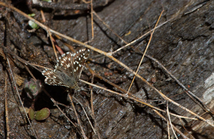 A Two-banded Checkered-Skipper on Mount Shasta, California (7/6/2011). Photo by Bill Hubick.
