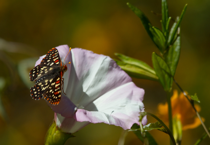 A beautiful Variable Checkerspot at Palo Colorado Canyon, California (7/1/2011). Photo by Bill Hubick.