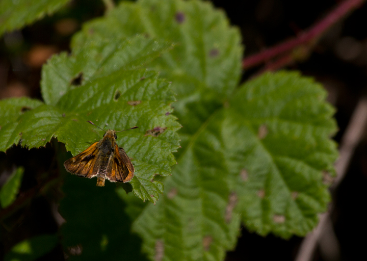 A Woodland Skipper in Palo Colorado Canyon, California (7/1/2011). Photo by Bill Hubick.