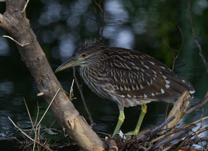 A juvenile Black-crowned Night-Heron in Frederick, Maryland (8/7/2011). Note the downy feathers on its head. Photo by Bill Hubick.