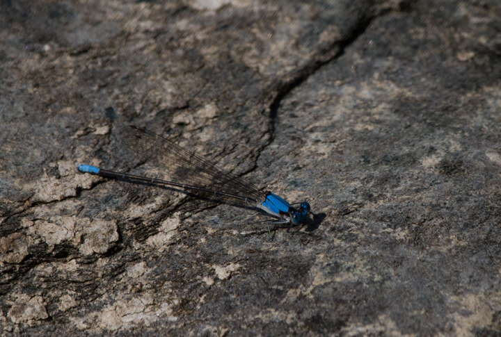 A Blue-fronted Dancer near Liberty Reservoir, Maryland (8/20/2011). Photo by Bill Hubick.