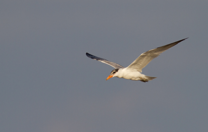 An immature Caspian Tern foraging at Swan Creek, Maryland (8/10/2011). Photo by Bill Hubick.