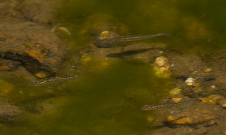 Eastern Banded Killifish in Carroll Co., Maryland (8/20/2011). Photo by Bill Hubick.