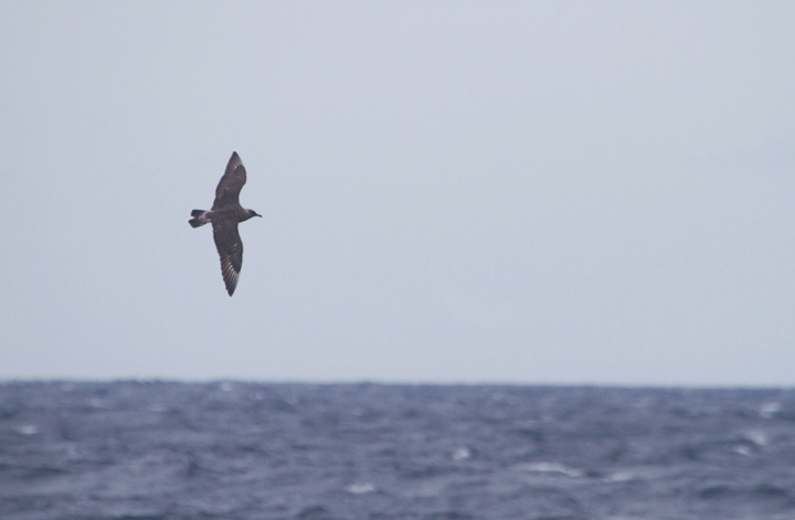 A Pomarine Jaeger far at sea in Maryland waters (8/14/2011). Photo by Bill Hubick.