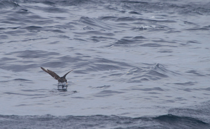 A Pomarine Jaeger far at sea in Maryland waters (8/14/2011). Photo by Bill Hubick.