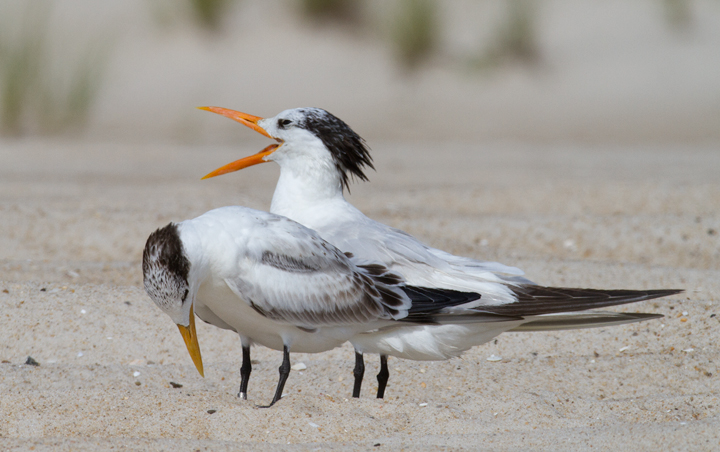 All parents embarass their kids.<br /> Adult and juvenile Royal Terns loafing on the beach at the end of summer (Assateague Island, Maryland, 8/21/2011). All parents embarass their kids.<br /> Adult and juvenile Royal Terns loafing on the beach at the end of summer (Assateague Island, Maryland, 8/21/2011). Photo by Bill Hubick.