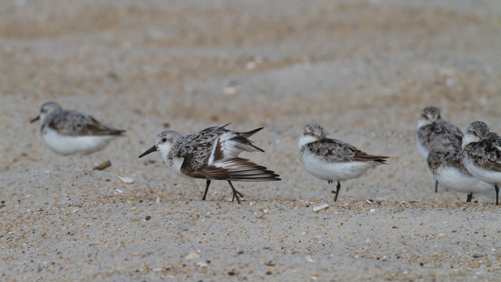 Sanderlings on the ORV zone of Assateague Island, Maryland (8/21/2011). John Hubbell clicked each individual and recorded an impressive 2,625 Sanderlings.. Photo by Bill Hubick.