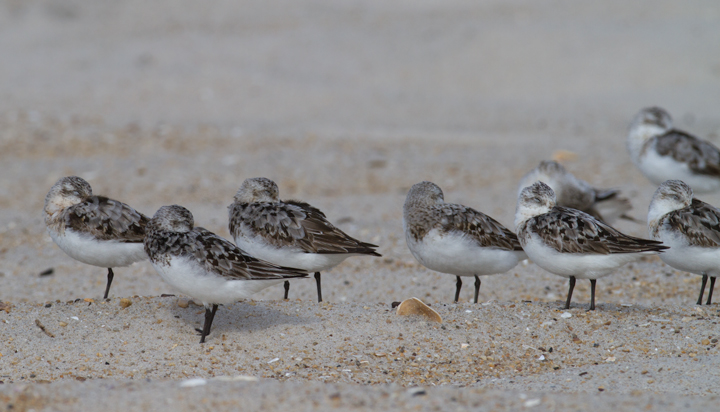 Sanderlings on the ORV zone of Assateague Island, Maryland (8/21/2011). John Hubbell clicked each individual and recorded an impressive 2,625 Sanderlings.. Photo by Bill Hubick.