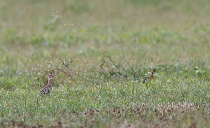 A distant Upland Sandpiper pants in the heat of the afternoon sun - Frederick Co., Maryland (8/7/2011). Photo by Bill Hubick.