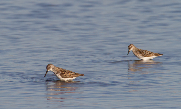 Western Sandpipers at Swan Creek, Anne Arundel Co., Maryland (8/10 and 8/11/2011). Photo by Bill Hubick.