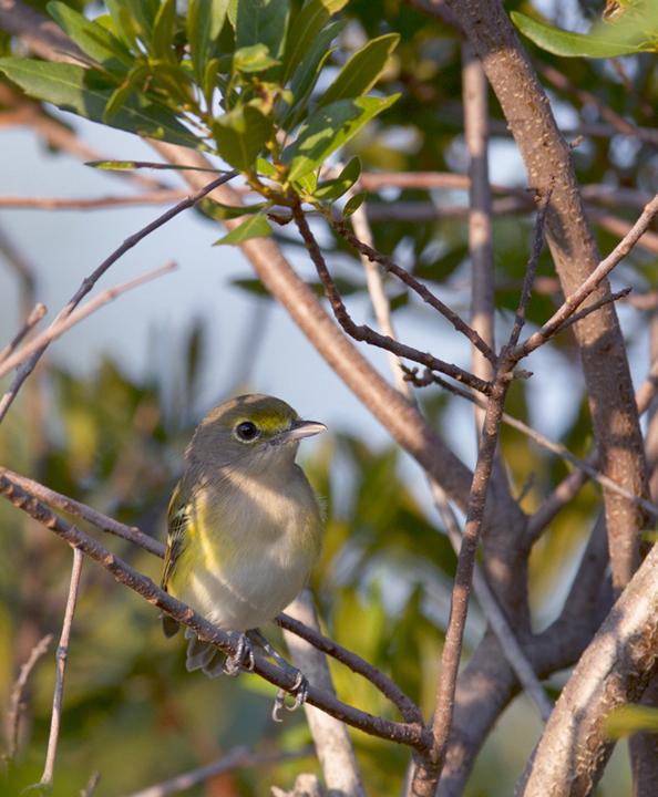 A dark-eyed juvenile White-eyed Vireo on Assateague Island, Maryland (8/21/2011). Photo by Bill Hubick.