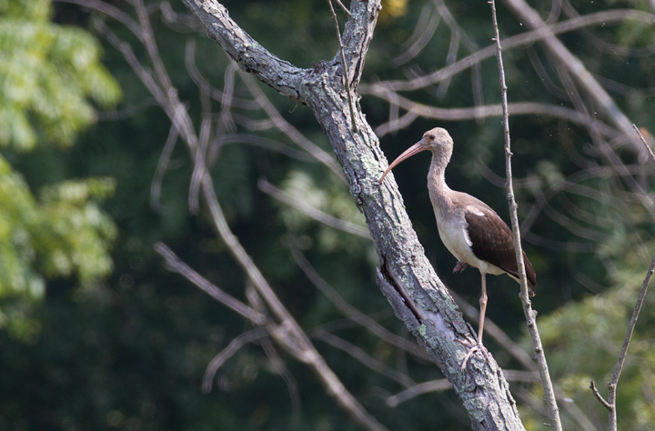 A White Ibis at Lilypons Water Gardens, Frederick Co., Maryland (8/7/2011). Photo by Bill Hubick.