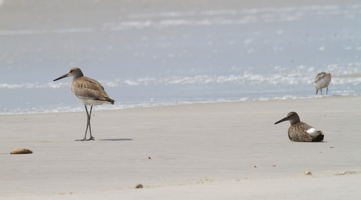 Comparisons of Eastern and Western Willet (sub)species on Assateague Island, Maryland (8/21/2011). Note the obvious difference in shape and overall height! By this date, Western Willet is the far more numerous Willet species in our area. That (sub)species is grayer, larger, and decidedly more godwit-like than Eastern. Photo by Bill Hubick.