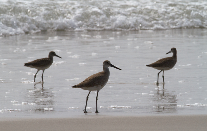 Comparisons of Eastern and Western Willet (sub)species on Assateague Island, Maryland (8/21/2011). Note the obvious difference in shape and overall height! By this date, Western Willet is the far more numerous Willet species in our area. That (sub)species is grayer, larger, and decidedly more godwit-like than Eastern. Photo by Bill Hubick.