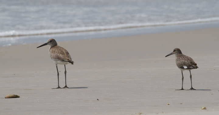 Comparisons of Eastern and Western Willet (sub)species on Assateague Island, Maryland (8/21/2011). Note the obvious difference in shape and overall height! By this date, Western Willet is the far more numerous Willet species in our area. That (sub)species is grayer, larger, and decidedly more godwit-like than Eastern. Photo by Bill Hubick.