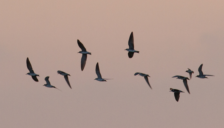Some of the 23 migrant Black Terns that were feeding in Hurlock, Maryland at dusk on 9/10/2011. After foraging for a while, they kettled up and departed to the southeast. Photo by Bill Hubick.