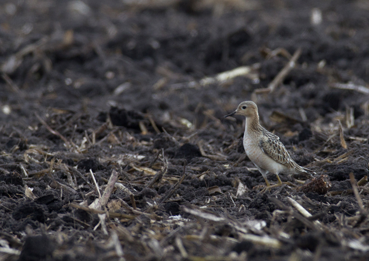 This cooperative Buff-breasted Sandpiper stole the show during an MBC field trip to Assateague Island and vicinity - Murray Sod Farm, Worcester Co., Maryland (9/10/2011). This cooperative Buff-breasted Sandpiper stole the show during an MBC field trip to Assateague Island and vicinity - Murray Sod Farm, Worcester Co., Maryland (9/10/2011). Photo by Bill Hubick.