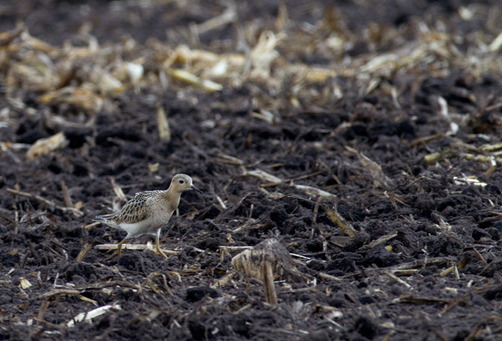 This cooperative Buff-breasted Sandpiper stole the show during an MBC field trip to Assateague Island and vicinity - Murray Sod Farm, Worcester Co., Maryland (9/10/2011). Photo by Bill Hubick.
