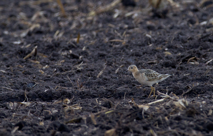 This cooperative Buff-breasted Sandpiper stole the show during an MBC field trip to Assateague Island and vicinity - Murray Sod Farm, Worcester Co., Maryland (9/10/2011). Photo by Bill Hubick.