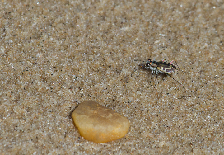A Hairy-necked Tiger Beetle in Charles Co., Maryland (9/3/2011). Photo by Bill Hubick.