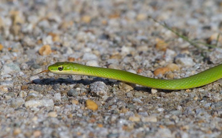 A Rough Green Snake, one of my personal favorite creatures, in Prince George's Co., Maryland (8/28/2011). The thin lines down the middle of each scale make them "keeled" scales. These separate it from the Smooth Green Snake, which is only found in western Maryland. Photo by Bill Hubick.