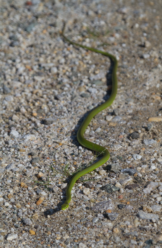 A Rough Green Snake, one of my personal favorite creatures, in Prince George's Co., Maryland (8/28/2011). The thin lines down the middle of each scale make them "keeled" scales. These separate it from the Smooth Green Snake, which is only found in western Maryland. Photo by Bill Hubick.