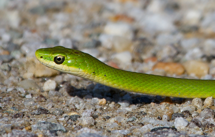 A Rough Green Snake, one of my personal favorite creatures, in Prince George's Co., Maryland (8/28/2011). The thin lines down the middle of each scale make them "keeled" scales. These separate it from the Smooth Green Snake, which is only found in western Maryland. Photo by Bill Hubick.