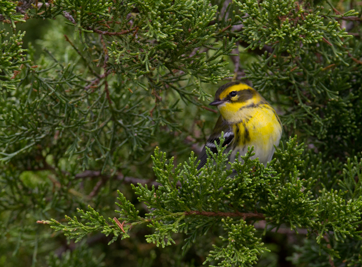 A Townsend's Warbler at Bayside, Assateague Island, Maryland (9/18/2011). Found by Dave Czaplak and Mary Ann Todd on 9/17, this is Maryland's third record, a new species for the Eastern Shore of Maryland, and a first record for Worcester Co. Awesome! Photo by Bill Hubick.