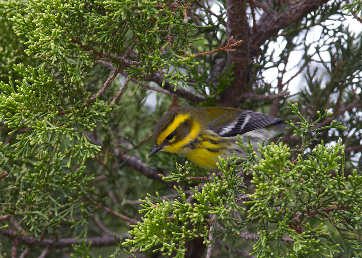 A Townsend's Warbler at Bayside, Assateague Island, Maryland (9/18/2011). Found by Dave Czaplak and Mary Ann Todd on 9/17, this is Maryland's third record, a new species for the Eastern Shore of Maryland, and a first record for Worcester Co. Awesome! Photo by Bill Hubick.
