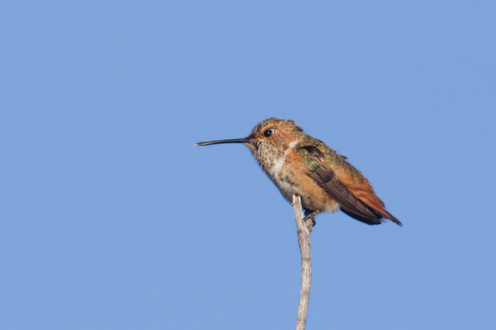 A presumed Allen's Hummingbird near the Tijuana River mouth in San Diego Co., California (10/7/2011). Photo by Bill Hubick.