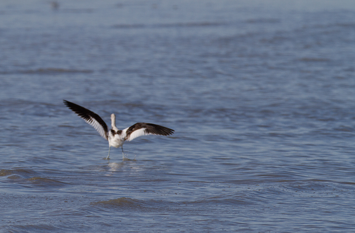 An American Avocet at the Salton Sea, California (10/9/2011). Photo by Bill Hubick.