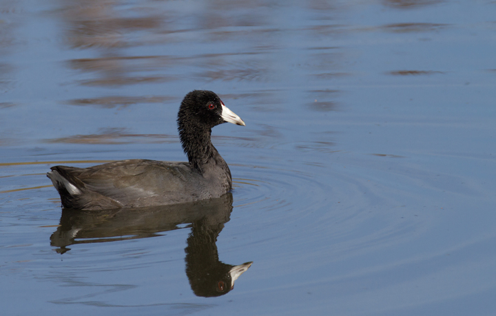 Adult and juvenile American Coots in Malibu, California (10/10/2011). Photo by Bill Hubick.