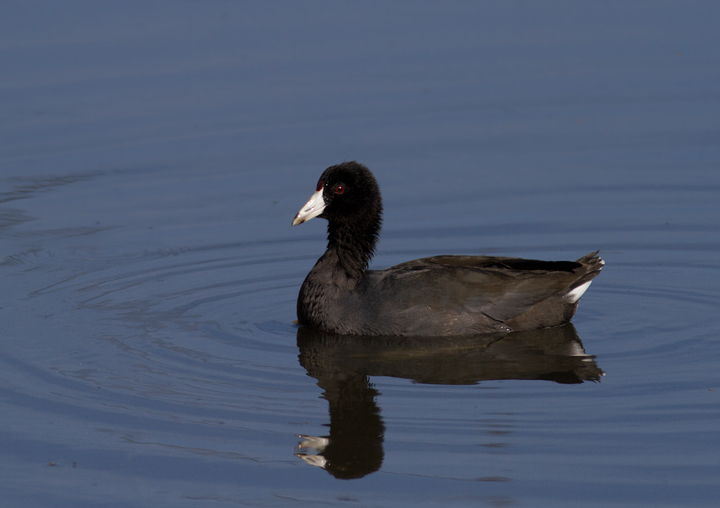 Adult and juvenile American Coots in Malibu, California (10/10/2011). Photo by Bill Hubick.