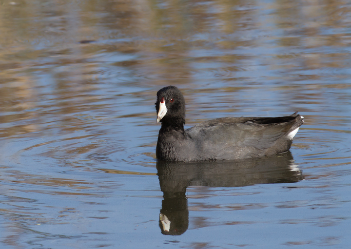 Adult and juvenile American Coots in Malibu, California (10/10/2011). Photo by Bill Hubick.