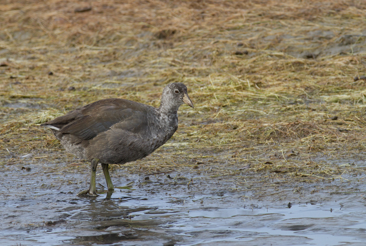 Adult and juvenile American Coots in Malibu, California (10/10/2011). Photo by Bill Hubick.