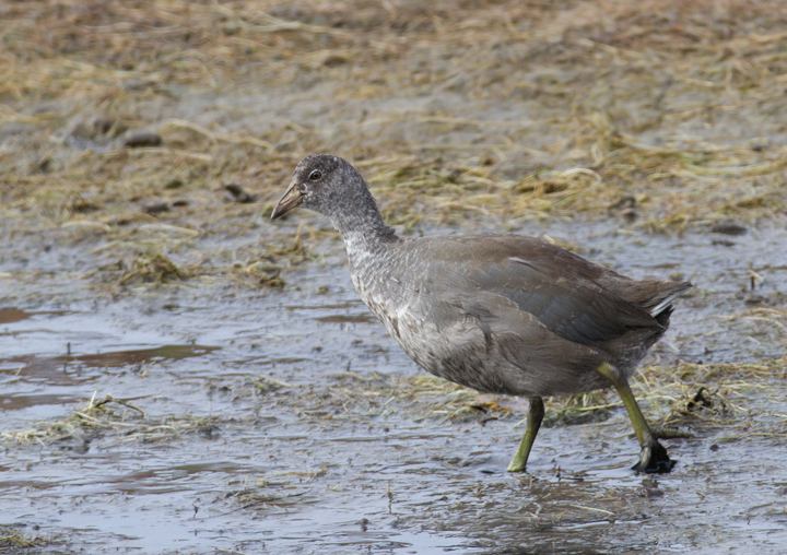 Adult and juvenile American Coots in Malibu, California (10/10/2011). Photo by Bill Hubick.
