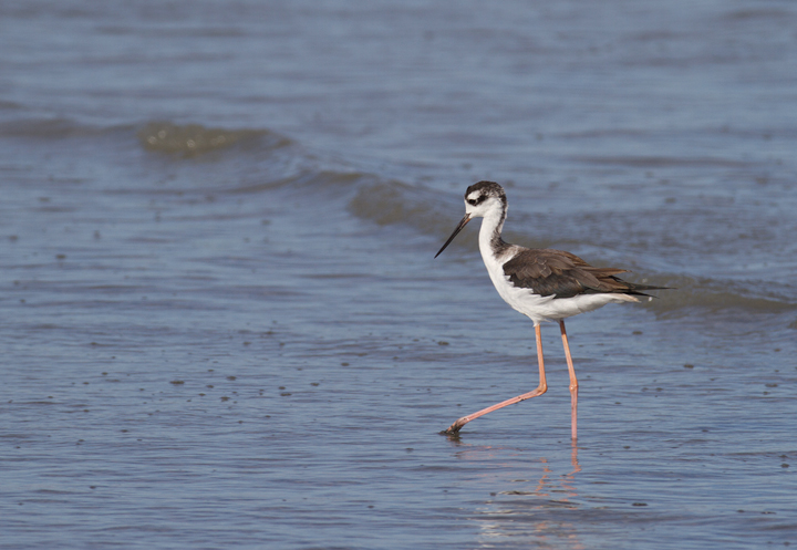 A Black-necked Stilt at the Salton Sea, California (10/9/2011). Photo by Bill Hubick.