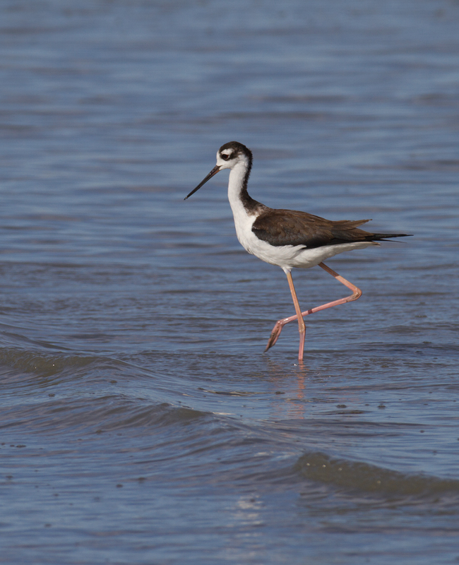 A Black-necked Stilt at the Salton Sea, California (10/9/2011). Photo by Bill Hubick.
