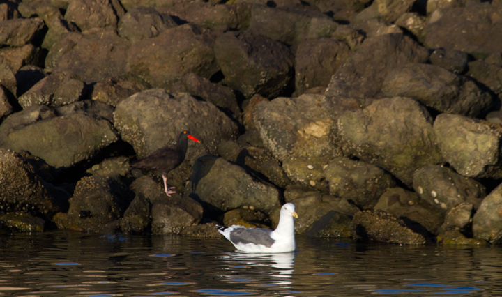 A Black Oystercatcher in Santa Barbara Co., California (10/2/2011). Photo by Bill Hubick.