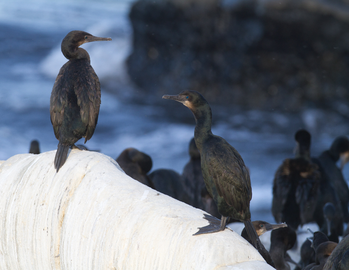Brandt's Cormorants at La Jolla, California (10/6/2011). Photo by Bill Hubick.