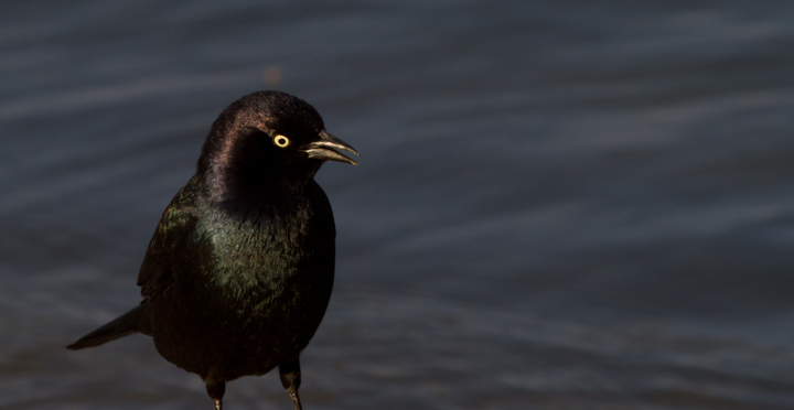 A male Brewer's Blackbird struts for the camera at Apollo Park, California (10/4/2011). Photo by Bill Hubick.